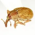 Anthonomus solarii - photo 4