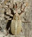 Anthonomus sphaeralciae - photo 2