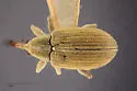 Anthonomus sphaeralciae - photo 4