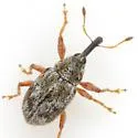 Anthonomus squamans - photo 2