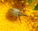 Anthonomus squamosus - Anthonomus squamosus