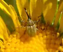 Anthonomus squamosus - photo 2