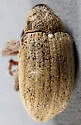 Anthonomus squamosus - photo 4