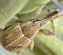 Anthonomus squamosus - photo 5