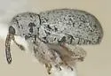 Anthonomus stolatus 0 - Anthonomus stolatus