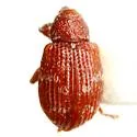 Anthonomus subfasciatus - Anthonomus subfasciatus