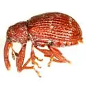 Anthonomus subfasciatus - photo 2