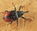 Anthonomus suturalis - Anthonomus suturalis