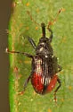 Anthonomus suturalis - photo 2