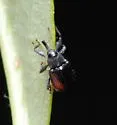 Anthonomus suturalis - photo 3