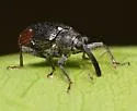 Anthonomus suturalis - photo 4