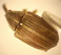 Anthonomus tectus - Anthonomus tectus
