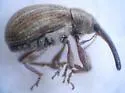 Anthonomus tectus - photo 3