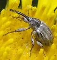 Anthonomus tectus - photo 4