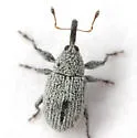 Anthonomus tectus - photo 5