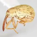 Anthonomus testaceosquamosus - photo 2