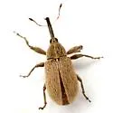 Anthonomus texanus - Anthonomus texanus