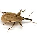 Anthonomus texanus - photo 2