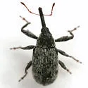 Anthonomus texanus - photo 3