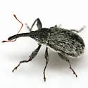Anthonomus texanus - photo 4