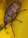 Anthonomus ungularis - Anthonomus ungularis