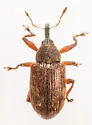 Anthonomus ungularis - photo 2