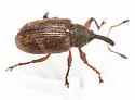 Anthonomus ungularis - photo 3