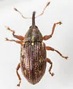 Anthonomus ungularis - photo 4