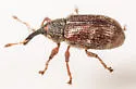 Anthonomus ungularis - photo 5