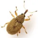 Anthonomus unipustulatus - photo 2