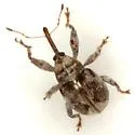 Anthonomus xanthoxyli - Anthonomus xanthoxyli