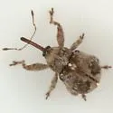 Anthonomus xanthoxyli - photo 2