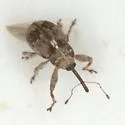 Anthonomus xanthoxyli - photo 3