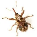 Anthonomus xanthoxyli - photo 4