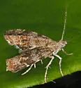Anthophila alpinella - Hodges#2628