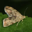 Anthophila alpinella - Hodges#2628 - photo 2