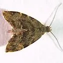 Anthophila alpinella - Hodges#2628 - photo 3