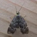 Anthophila alpinella - Hodges#2628 - photo 4