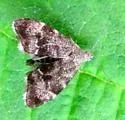 Anthophila plenicarinata - Hodges#2628.2