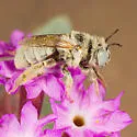 Anthophora abroniae
