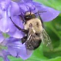 Anthophora abrupta