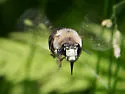 Anthophora abrupta - photo 2
