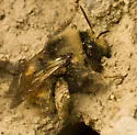 Anthophora bomboides