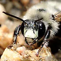 Anthophora bomboides - photo 2