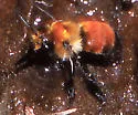Anthophora bomboides - photo 3