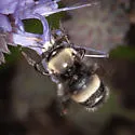 Anthophora bomboides - photo 4