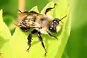 Anthophora bomboides - photo 5