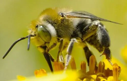 California Digger Bee - Anthophora californica