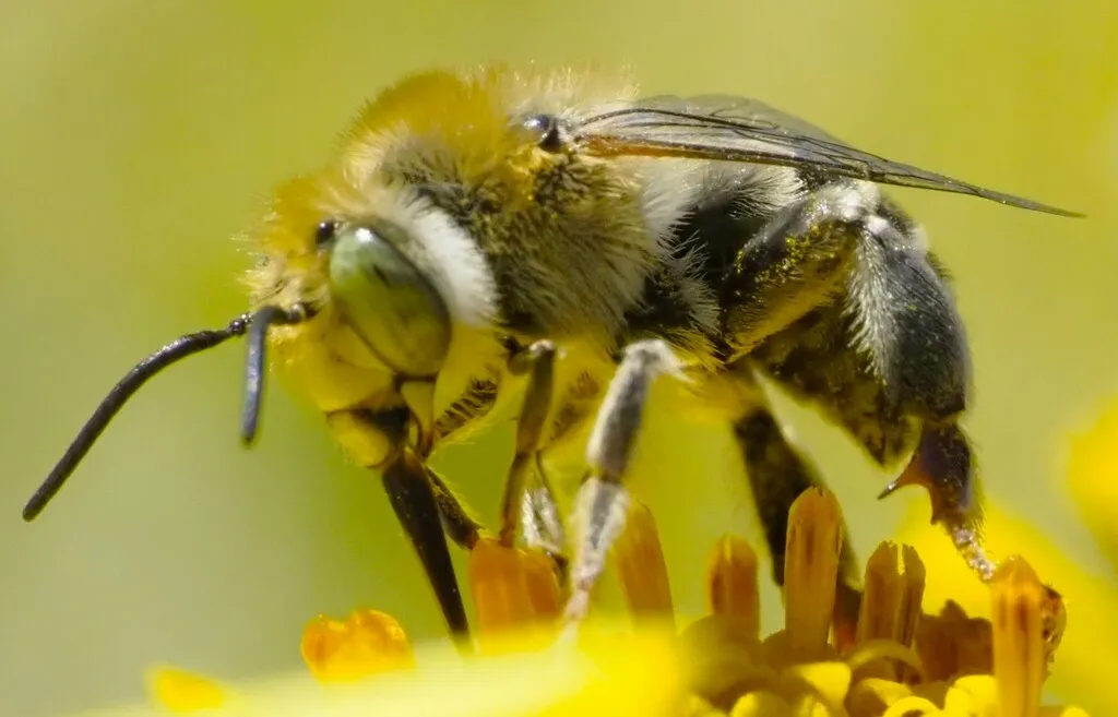 California Digger Bee - photo 2