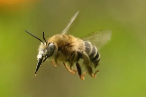 Anthophora capistrata